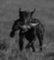 Payton training